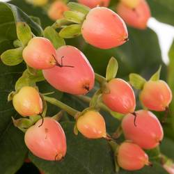 Hypericum orange/lachs 70cm