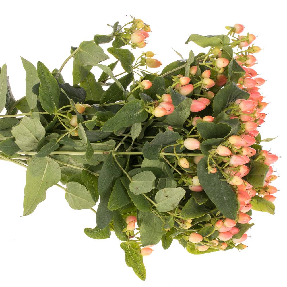 Hypericum orange/lachs 70cm