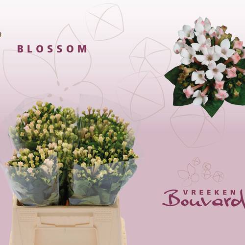 Bouvardie hell rosa Blossom 40cm