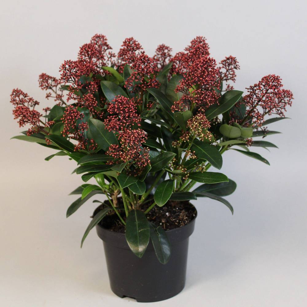 Skimmia Jap.Rubella 25-30+ T19 H040