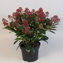 Skimmia Jap.Rubella 25-30+ T19 H040