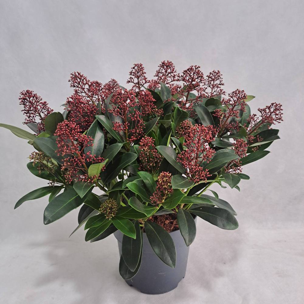 Skimmia rot Japonica Rubella 25+Blüte T19 H040