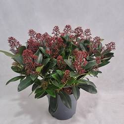 Skimmia rot Japonica Rubella 25+Blüte T19 H040