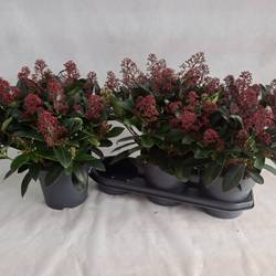 Skimmia rot Japonica Rubella 25+Blüte T19 H040