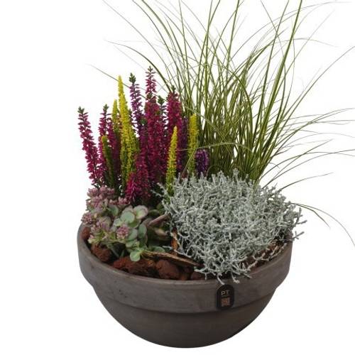 Garten.Arr PTHO7701 Herbst T23 H045