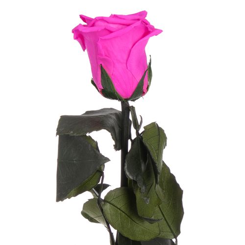 Präparierte Rose lila 30cm Pin-07