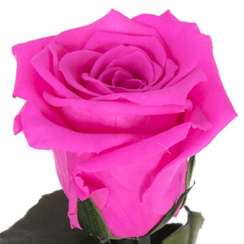 Präparierte Rose lila 30cm Pin-07