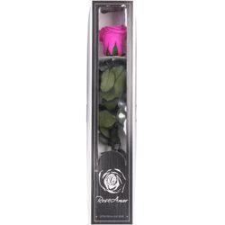 Präparierte Rose lila 30cm Pin-07