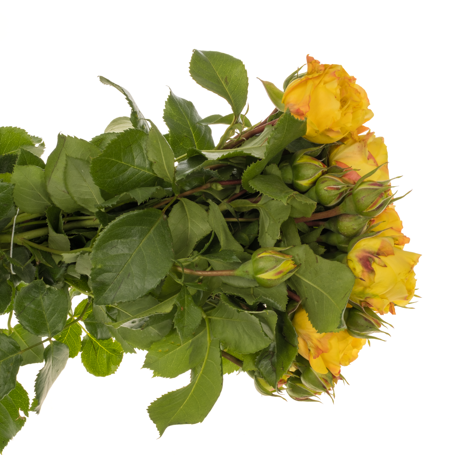 Rose Freiland gelb/rot Lemon Pompon 5+Blüte 40cm