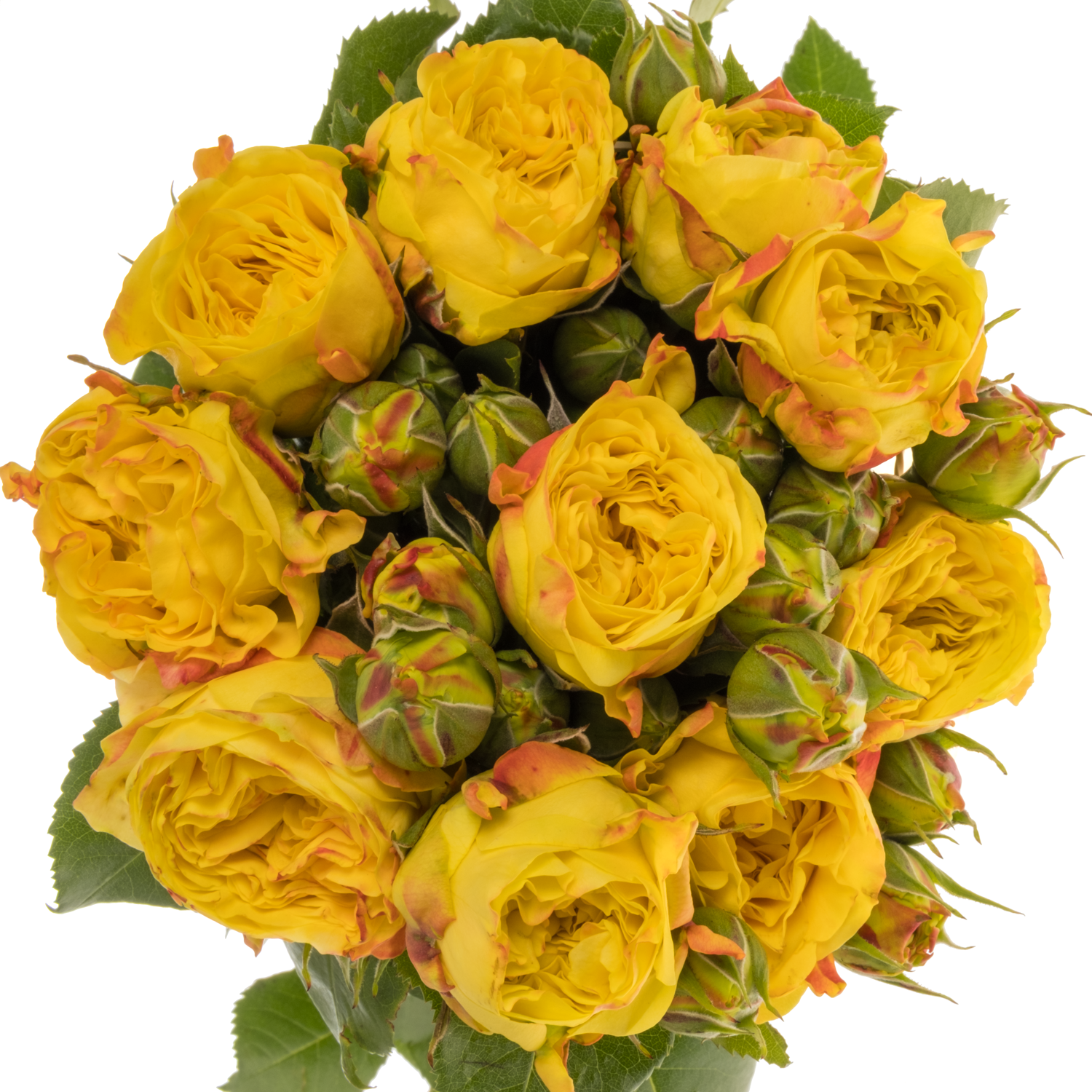 Rose Freiland gelb/rot Lemon Pompon 5+Blüte 40cm