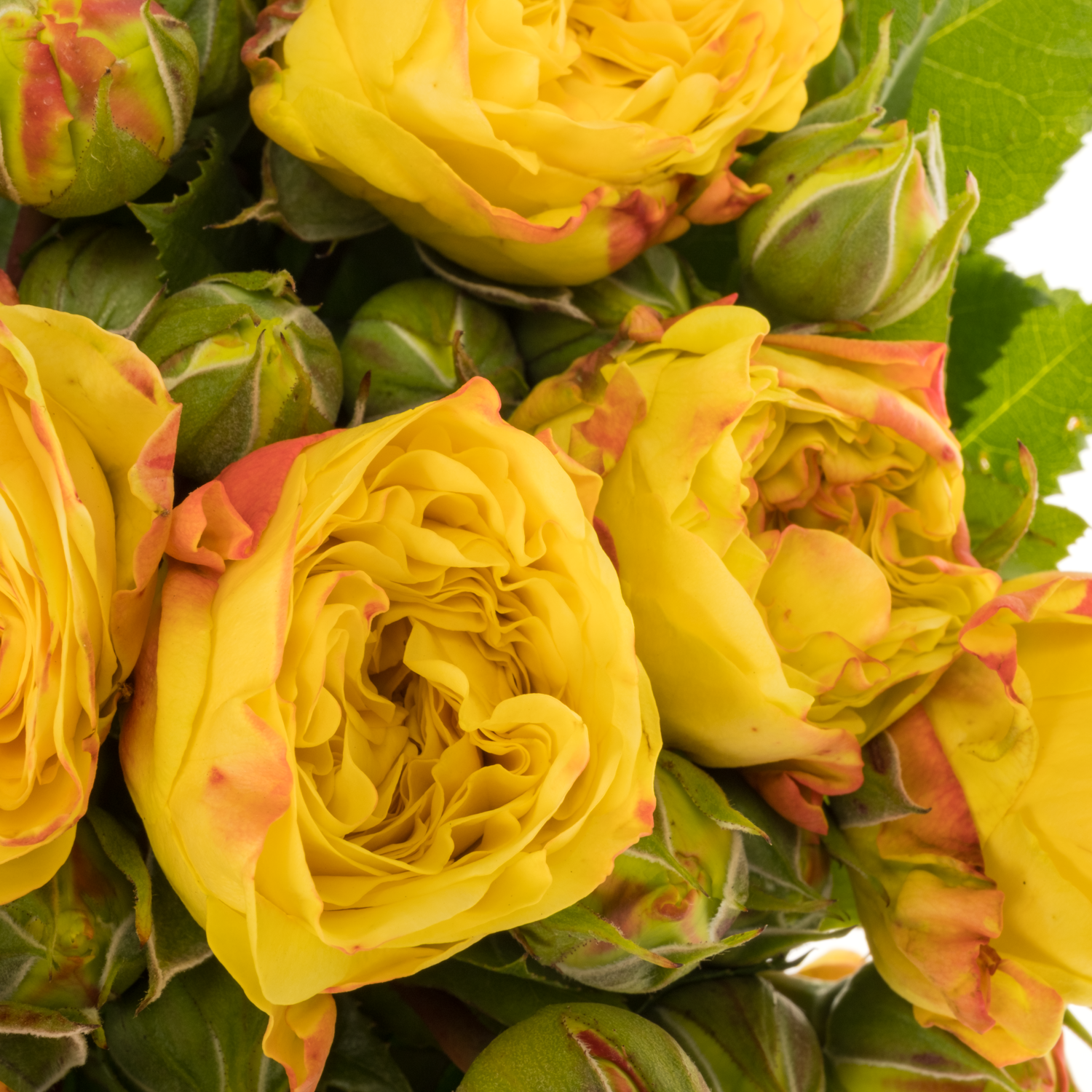 Rose Freiland gelb/rot Lemon Pompon 5+Blüte 40cm