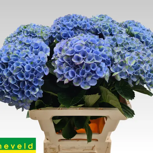 Hortensie blau Revolution Bol 15cm 60cm