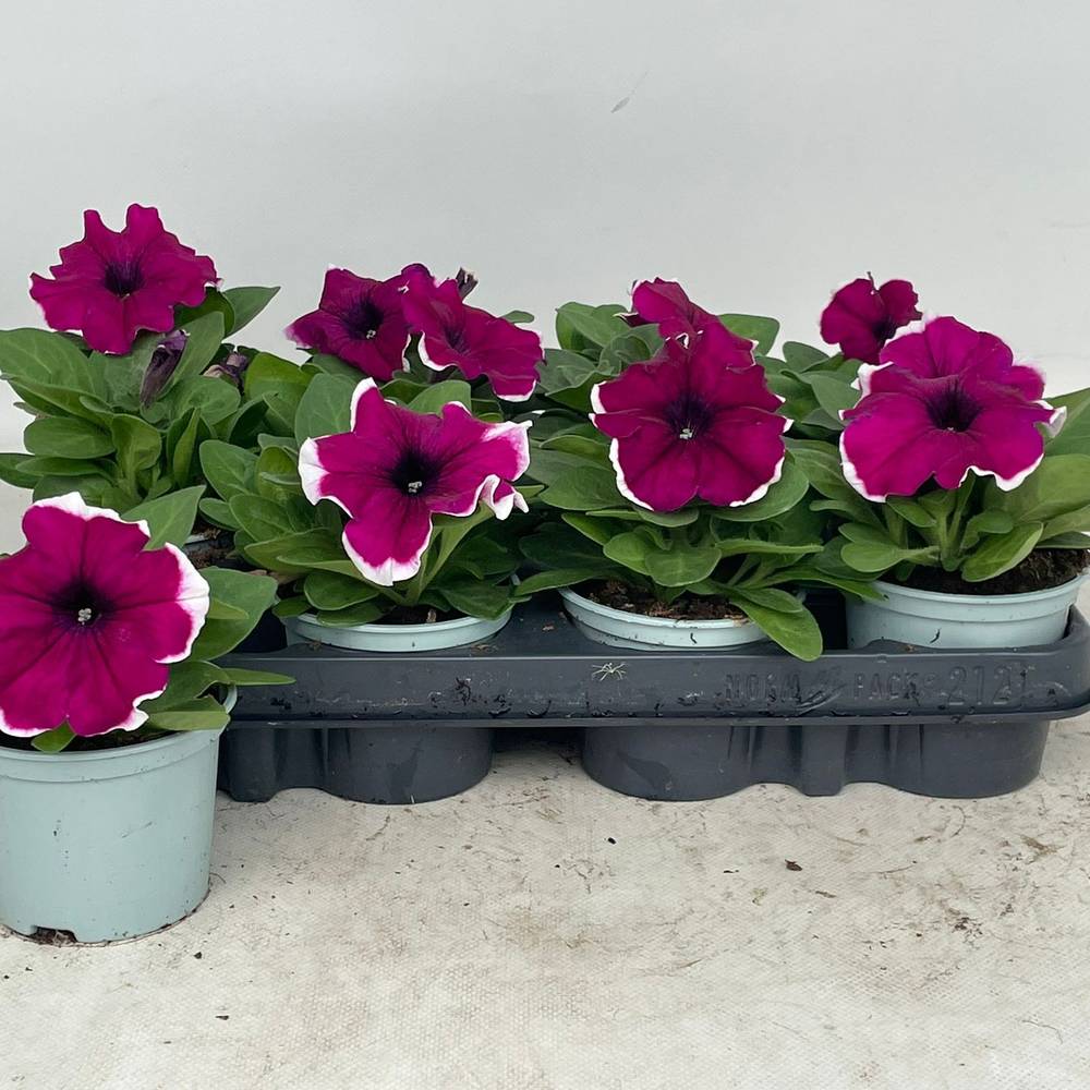Petunia fuchsia/weiss Burgundy Picotee T09 H020