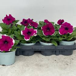 Petunia fuchsia/weiss Burgundy Picotee T09 H020
