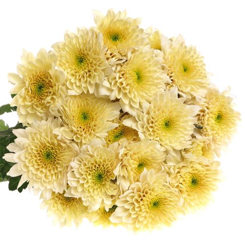 Chrys.Tros creme Vanilla Sorbet 85 Gramm 70cm