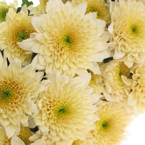 Chrys.Tros creme Vanilla Sorbet 85 Gramm 70cm