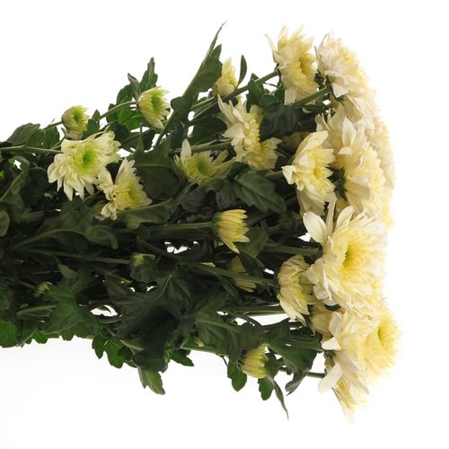 Chrys.Tros creme Vanilla Sorbet 85 Gramm 70cm