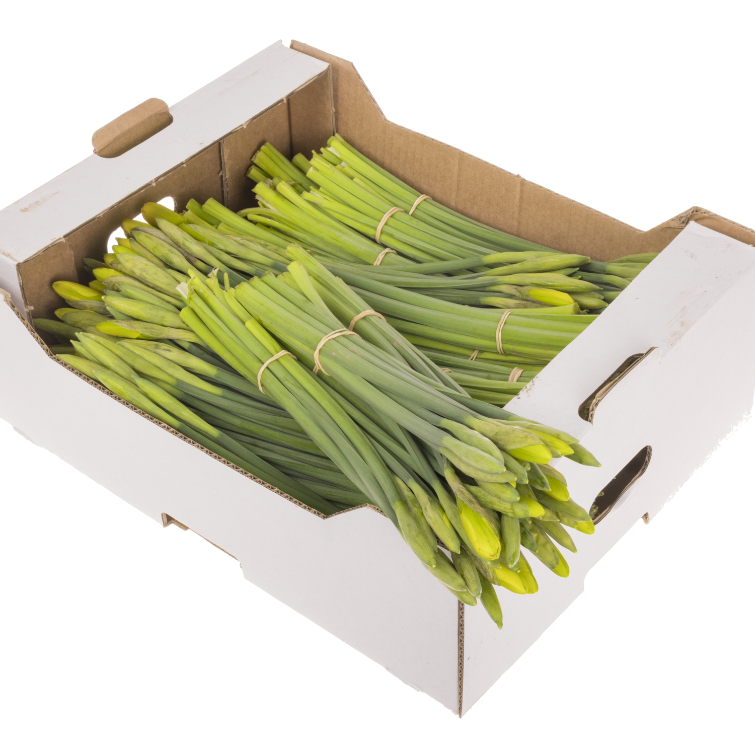 Narzisse gelb dutch master X 40 Bund 34cm