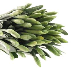 Narzisse gelb dutch master X 40 Bund 34cm