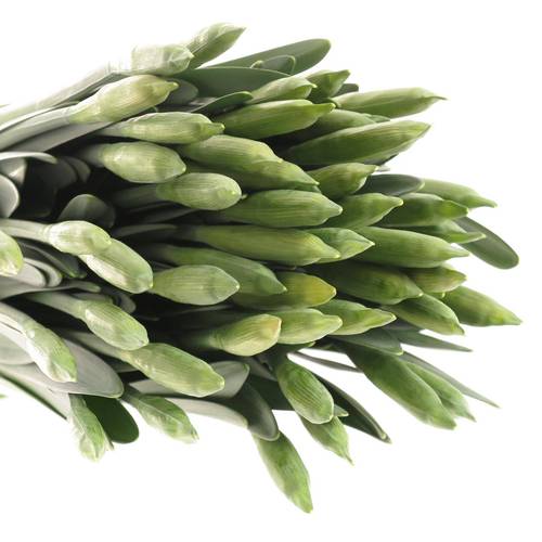 Narzisse gelb dutch master X 40 Bund 34cm