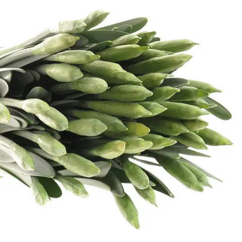 Narzisse gelb dutch master X 40 Bund 34cm