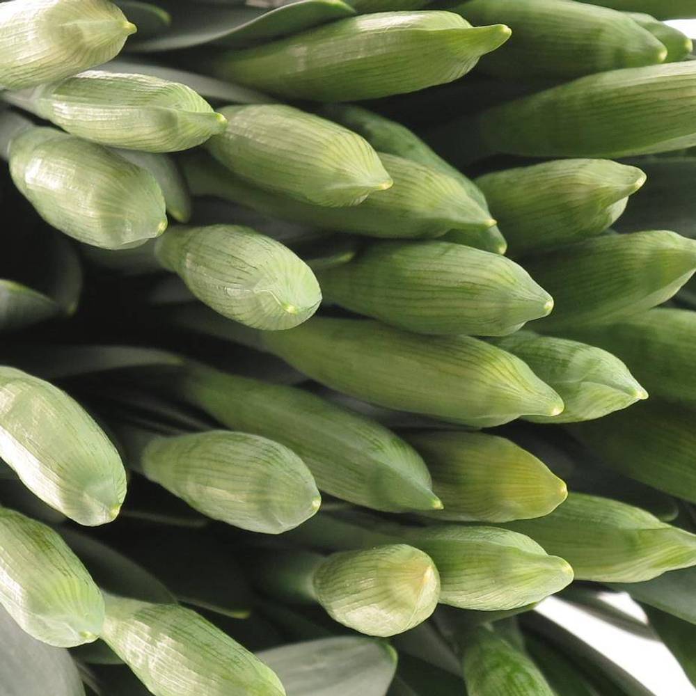 Narzisse gelb dutch master X 40 Bund 34cm