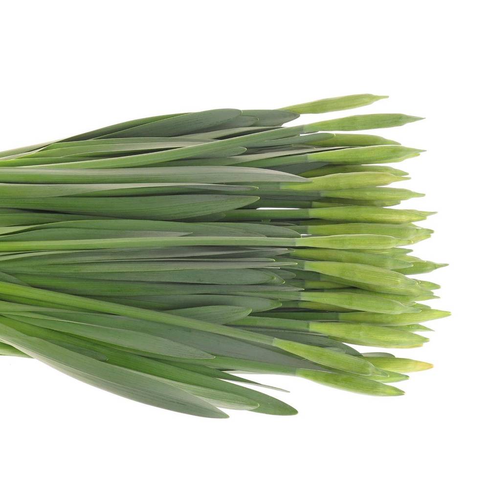 Narzisse gelb dutch master X 40 Bund 34cm