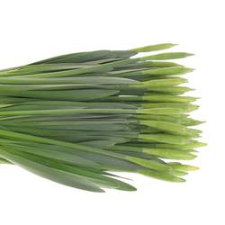 Narzisse gelb dutch master X 40 Bund 34cm