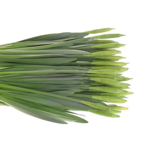 Narzisse gelb dutch master X 40 Bund 34cm