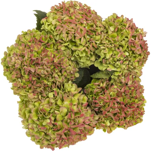 Hortensie rot/grün Ivoor classic Bol 21cm 65cm