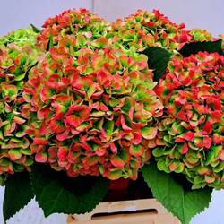 Hortensie rot/grün Ivoor classic Bol 21cm 65cm