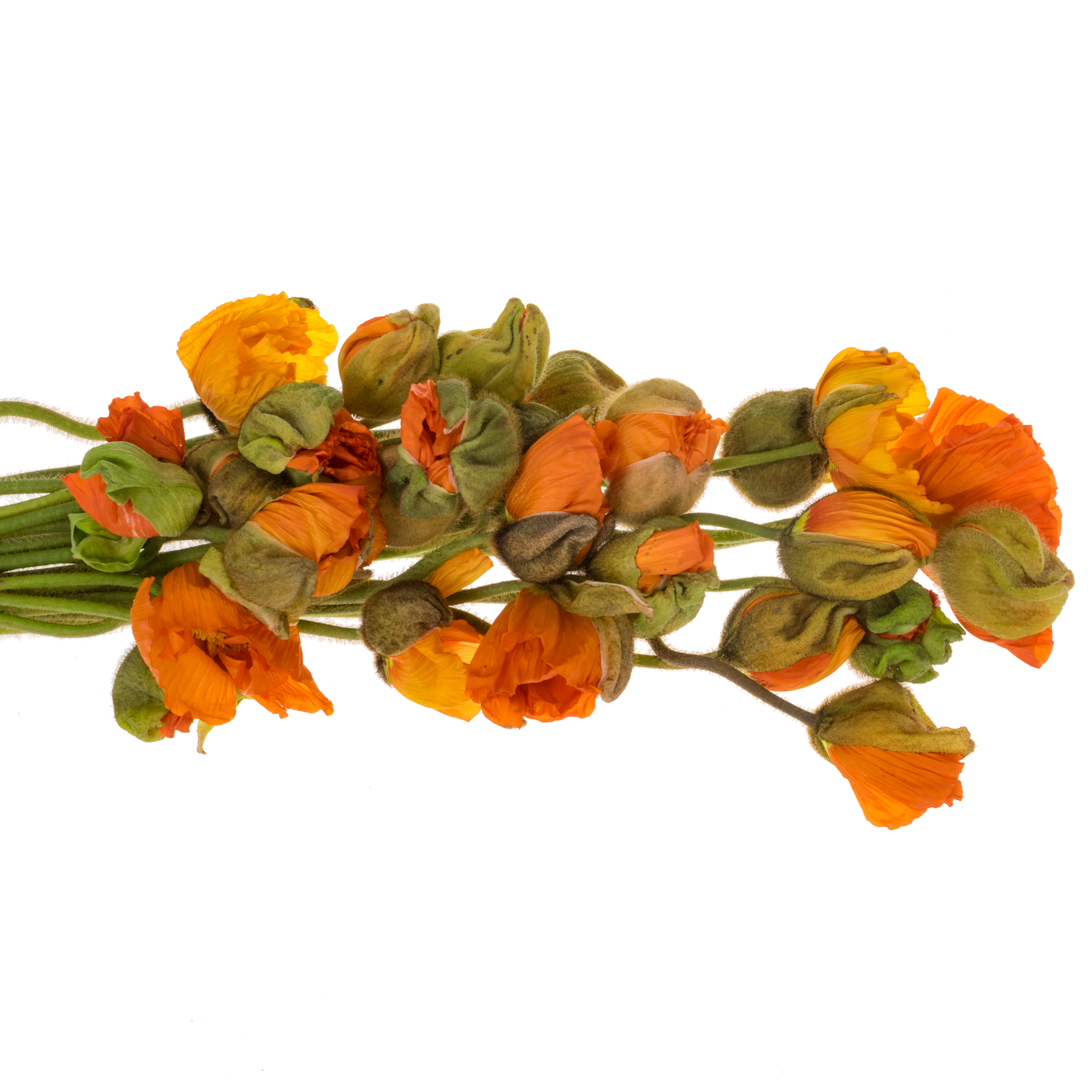 Klatschmohn Orange Super 50cm