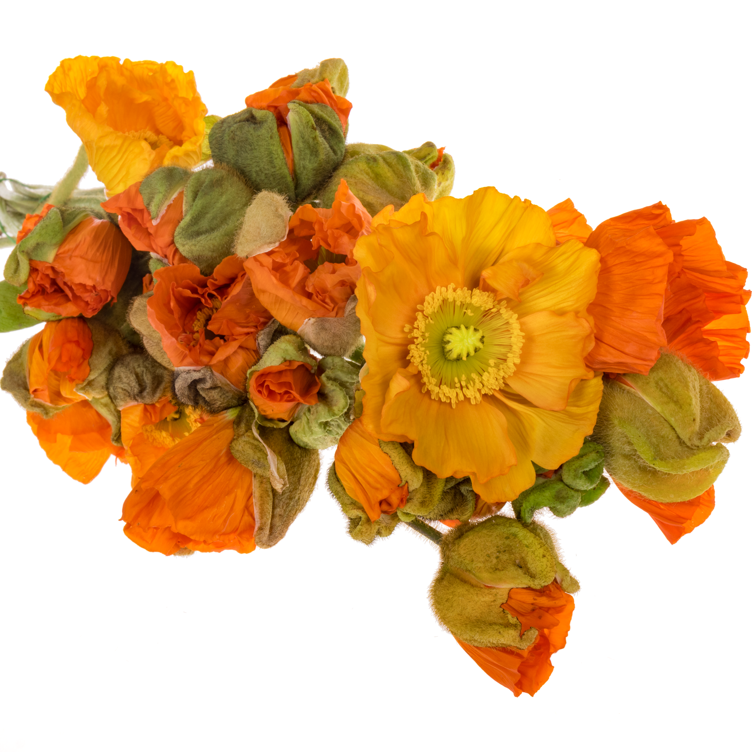 Klatschmohn Orange Super 50cm