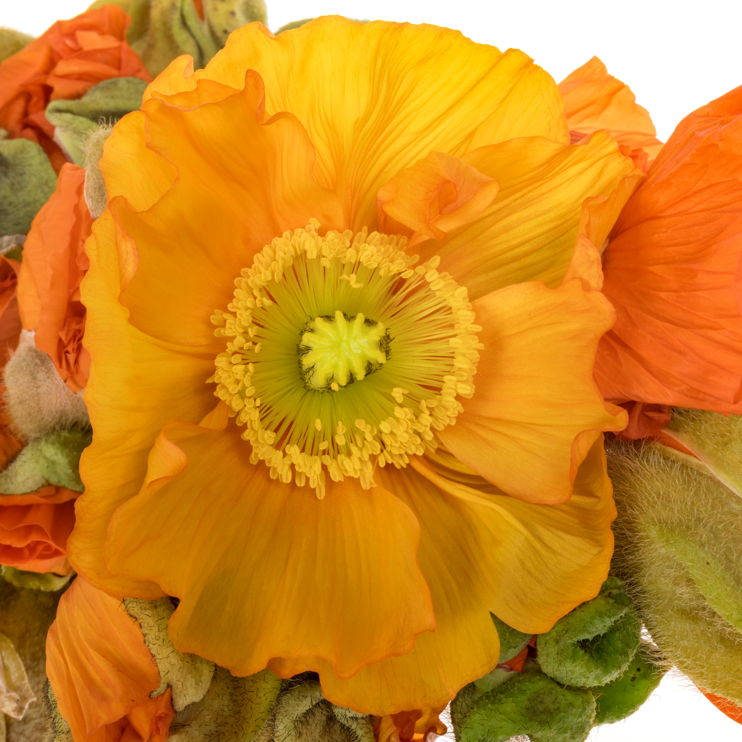 Klatschmohn Orange Super 50cm