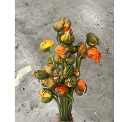 Klatschmohn Orange Super 50cm