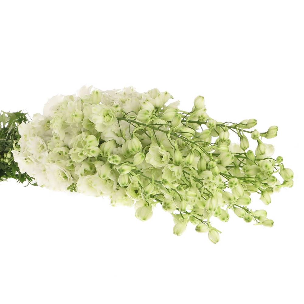 Delphinium weiss Centurion 60cm