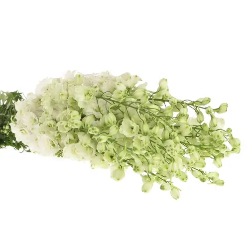 Delphinium weiss Centurion 60cm