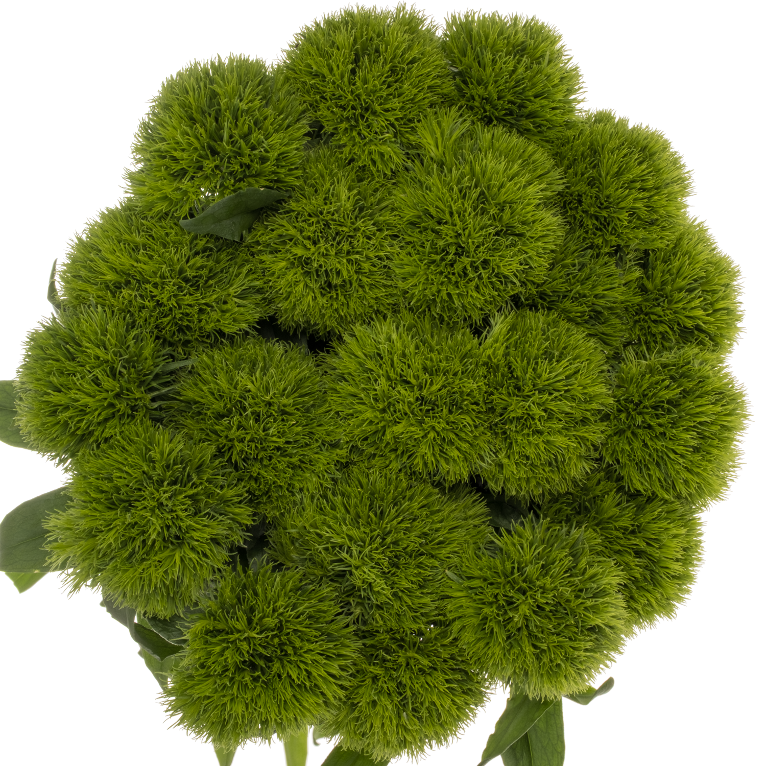 Bartnelke dunkel grün Kiwi Cool 60cm