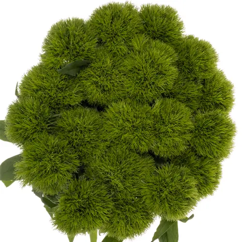 Bartnelke dunkel grün Kiwi Cool 60cm