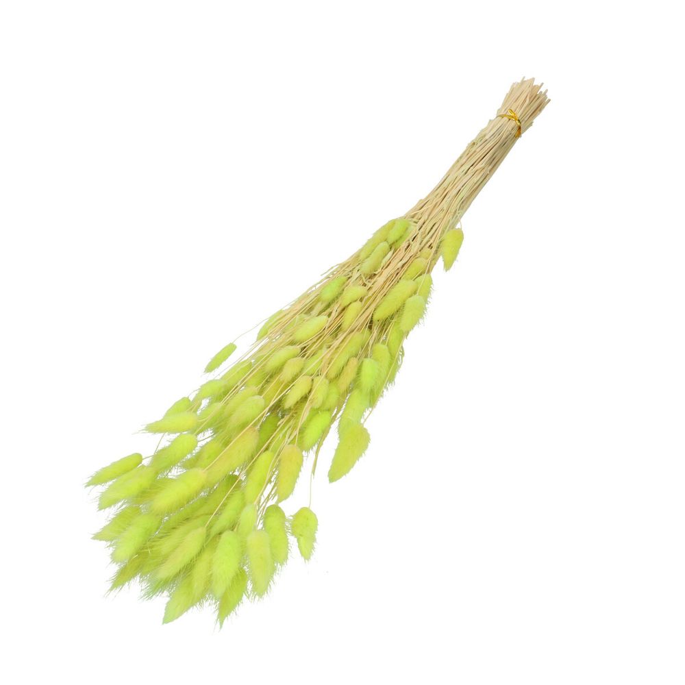Trocken Lagurus lime L60cm