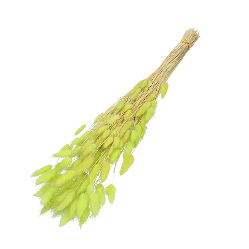 Trocken Lagurus lime L60cm