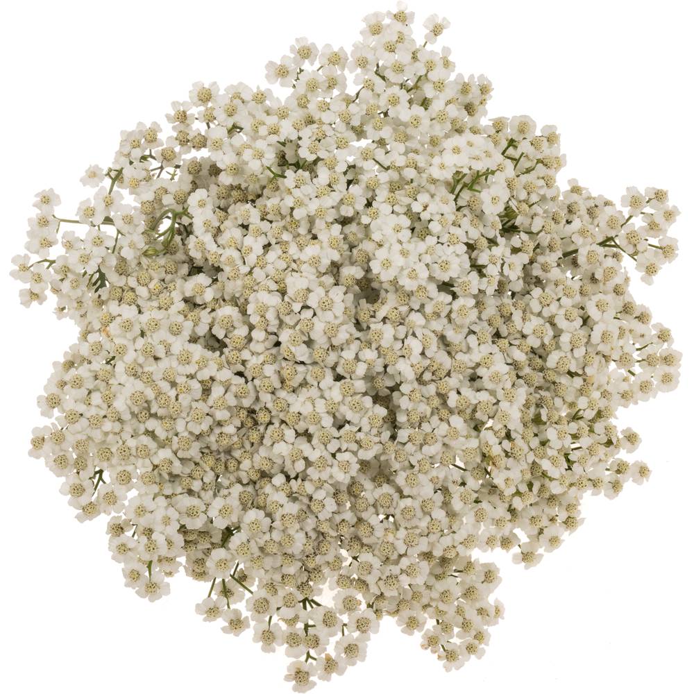 Achillea weiss Beauty 55cm