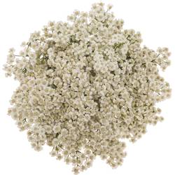 Achillea weiss Beauty 55cm
