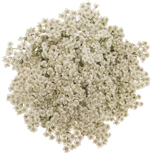 Achillea weiss Beauty 55cm