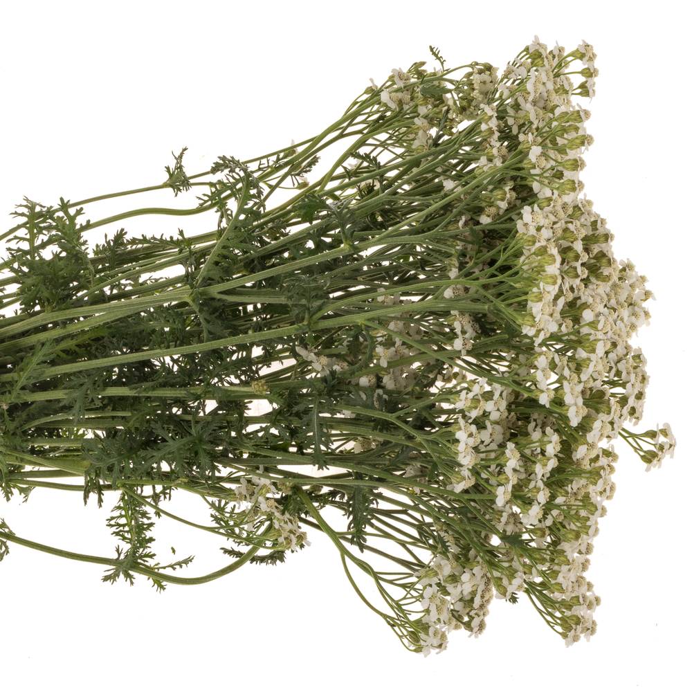 Achillea weiss Beauty 55cm