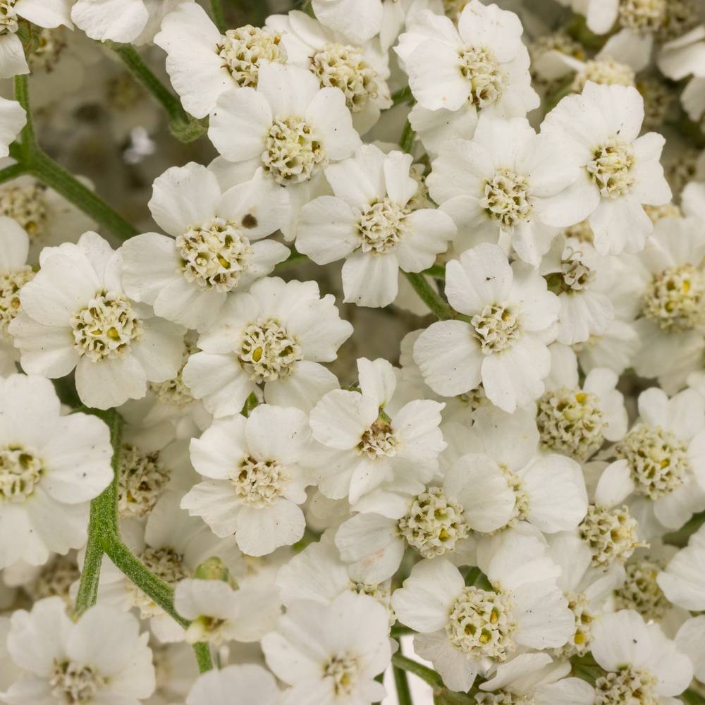 Achillea weiss Beauty 55cm