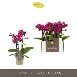 Phal.3-R fuchsia T07 H025