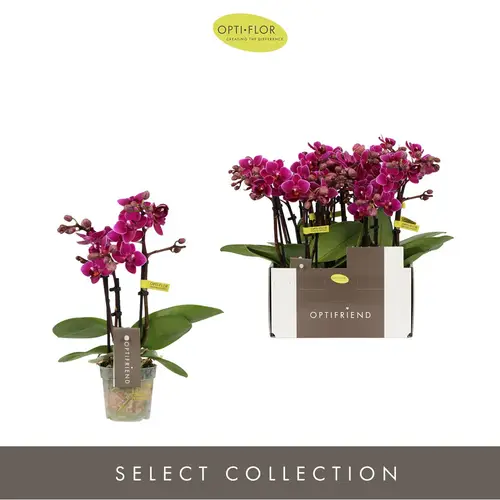 Phal.3-R fuchsia T07 H025