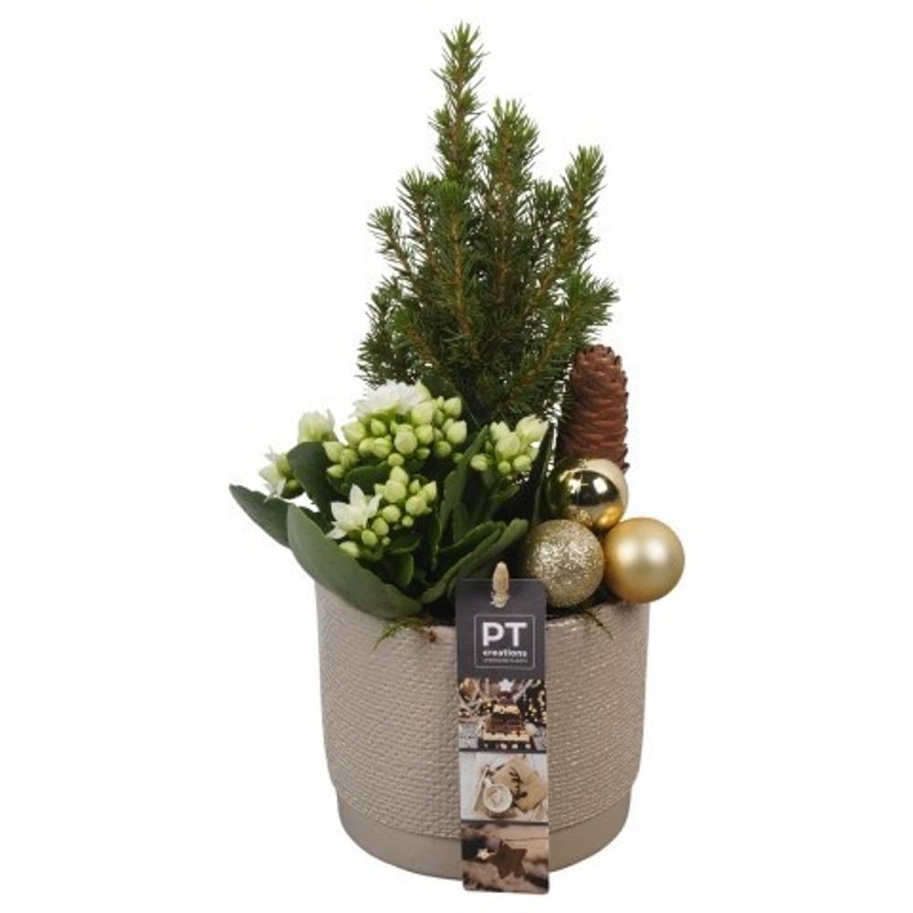 Picea.Arr PTCHG5618 Weihnachten T12 H030