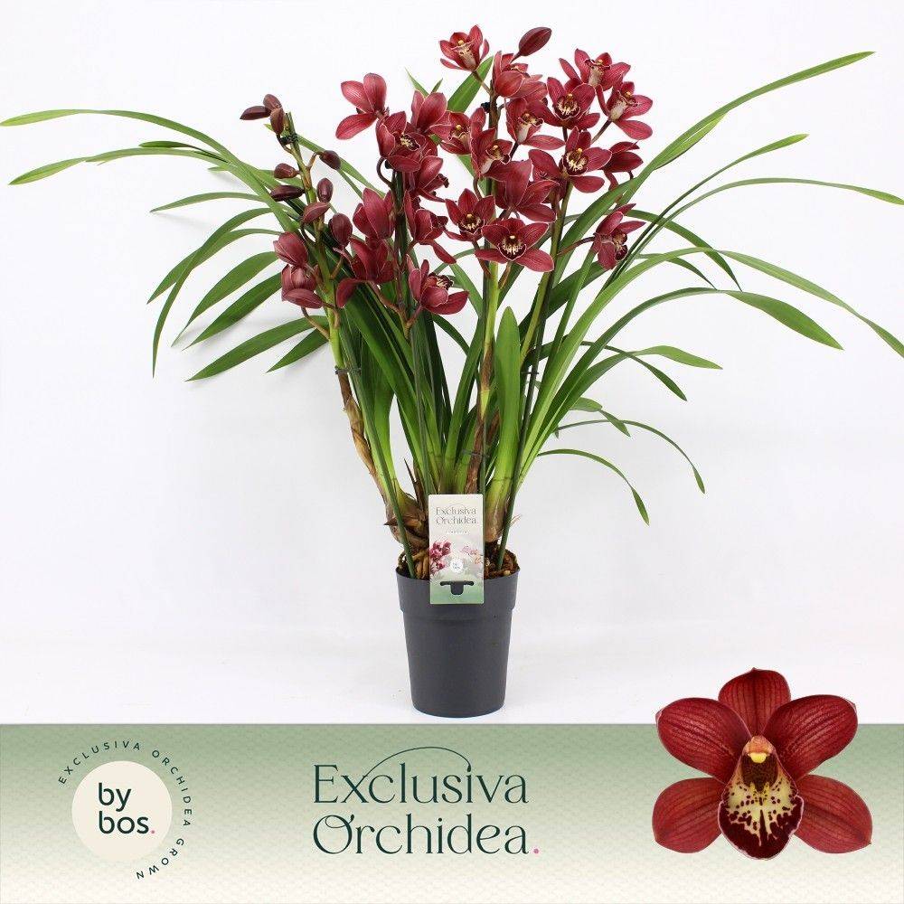 Cymbidum 4-R rot T14 H070